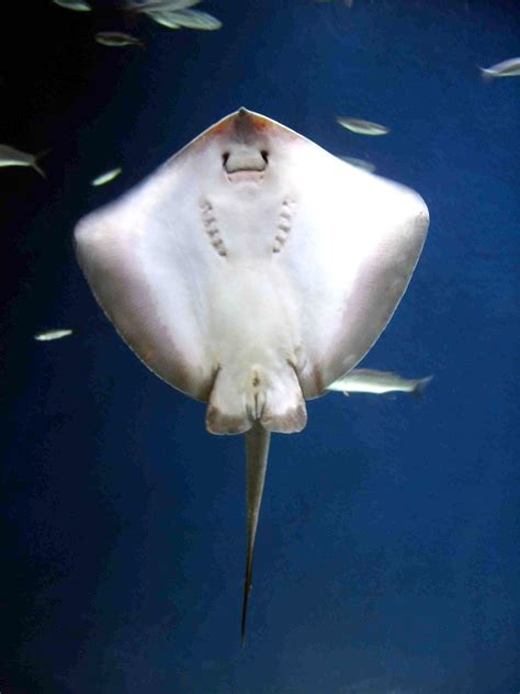 brown ray fish|11 Different Types of Stingrays (Plus Interesting Facts) .